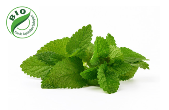 Image de Menthe Marocaine - (à la botte)